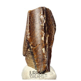 J490 - Large Edmontosaurus Hadrosaurid "duck-billed" Ornithopod Dinosaur Tooth - Lance Creek Fm