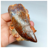 1037 - Huge Carcharodontosaurus saharicus 3.34'' Dinosaur Tooth in Natural Matrix