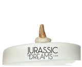 S345 - Exceedingly Rare Paronychodon caperatus (Troodontid Theropod) Dinosaur Tooth - Lance Fm