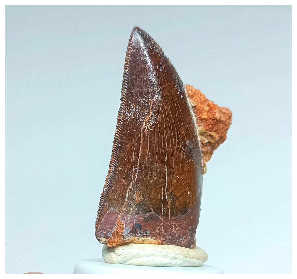 1057 - Gem Grade Carcharodontosaurus saharicus 1.45'' Dinosaur Tooth