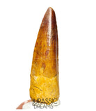 S293 - Nicely Preserved Spinosaurus aegyptiacus Dinosaur Tooth - Red Sanstone Beds