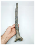 1168 - Museum Grade Unique Spicomellus afer Oldest Ankylosaurian Dinosaur Dermal Spike - El Mers Fm