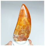 1000 - Gem Grade Carcharodontosaurus saharicus 3.34'' Dinosaur Tooth