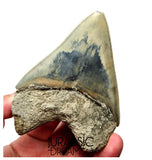 J568 - Gem Grade Killer Blue Megalodon Tooth from Rare Indonesia Location