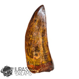 20009 - Gem Grade Carcharodontosaurus saharicus Dinosaur Premaxillary Tooth IN CATAWIKI AUCTION NOW