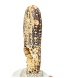 S423 - Rare Agatized Fossil Cycadophyte Seed Cone - Late Eocene from Occidental Sahara - (signs of insect predation)