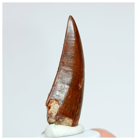 1019 - Gem Grade Carcharodontosaurus saharicus 1.69'' Dinosaur Tooth