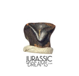 J427 - Exceedingly Rare Denversaurus schlessmani Nodosaurid Armored Dinosaur Tooth - Lance Creek Fm