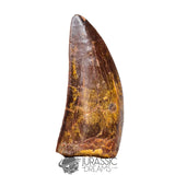 20042 - Gem Grade Carcharodontosaurus saharicus Dinosaur Tooth IN CATAWIKI AUCTION NOW