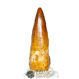 20117 - Gem Grade Spinosaurus aegyptiacus Dinosaur Tooth - Cretaceous KemKem Beds