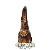 J106 - Top Rare Killer Alvarezsaurid Theropod Dinosaur Manus Claw - Lower Cretaceous Elrhaz Fm