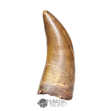 20121- Museum Grade Afrovenator abakensis Megalosaurid Dinosaur Tooth Jurassic Tiouraren Fm IN CATAWIKI AUCTION NOW