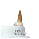 S219 - Top Rare Dromaeosaurid Raptor Theropod Dinosaur PREMAXILLARY Tooth - Judith River Fm