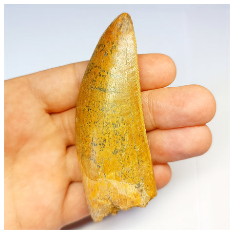 1314 - Gem Grade Carcharodontosaurus saharicus Dinosaur Tooth - Cretaceous KemKem Beds