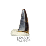 S102 - Juvenile Tyrannosaur Dinosaur Tooth Tip - Judith River Fm
