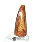 20224 - Finest Grade Carcharodontosaurus saharicus Dinosaur Premaxillary Tooth