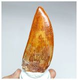 1000 - Gem Grade Carcharodontosaurus saharicus 3.34'' Dinosaur Tooth