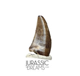 S87 - Finest Quality Dromaeosaurid Raptor Theropod Dinosaur Tooth - Judith River Fm