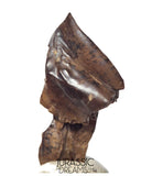 J430 - Finest Quality Large Triceratops horridus three-horned Dinosaur Tooth - Late Cretaceous - Lance Fm