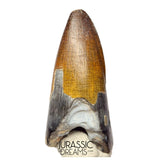 S439 - Nicely Preserved Sarcosuchus imperator Crocodile Tooth - Lower Cretaceous Elrhaz Fm