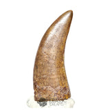 20121- Museum Grade Afrovenator abakensis Megalosaurid Dinosaur Tooth Jurassic Tiouraren Fm IN CATAWIKI AUCTION NOW