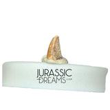 S221 - Exceedingly Rare Zapsalis abradens (Dromaeosaurid Raptor Theropod) Dinosaur Tooth - Judith River Fm