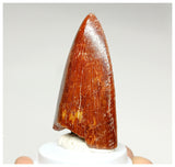 1074 - Gem Grade Carcharodontosaurus saharicus Dinosaur Tooth KemKem