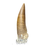 S157 -Finest Quality Suchomimus tenerensis Spinosaurid Dinosaur Tooth WITH VISIBLE CARINA