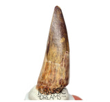S189 - Nicely Preserved Sarcosuchus imperator Crocodile Tooth - Lower Cretaceous Elrhaz Fm