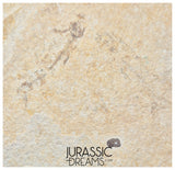 S380- Aesthetic "Knightia eocaena" Fossil Fish Mass Mortality Plate with 4 specimens - Eocene Age from USA