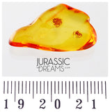J17 - 2 SPIDERS Araneae Fossil Inclusion Genuine BALTIC AMBER + HQ Picture