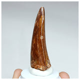 1009 - Nicely Preserved Carcharodontosaurus saharicus 2.44'' Dinosaur Tooth