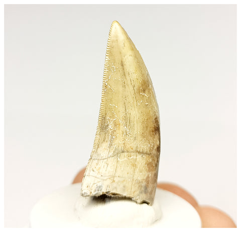 1328 - Gem Grade Afrovenator abakensis Megalosaurid Dinosaur Tooth Jurassic Tiouraren Fm