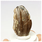 1307- Exceedingly Rare Unidentified Basal Iguanodontian Dinosaur Tooth - Cretaceous Elrhaz Fm