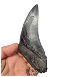 J404 - Outstanding Huge Black Serrated Megalodon Shark Tooth - South Carolina