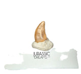 S518 - Top Rare Acheroraptor temertyorum (Dromaeosaurid Raptor Theropod) Dinosaur Tooth - Lance Creek Fm