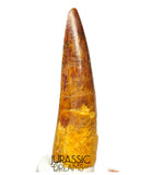 S293 - Nicely Preserved Spinosaurus aegyptiacus Dinosaur Tooth - Red Sanstone Beds