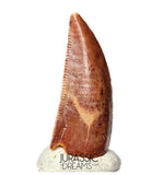 S128 - Gem Grade Abelisaurid (cf Rugops sp) Dinosaur Tooth - Cretaceous KemKem Beds
