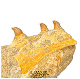 S265 - Beautiful Halisaurus arambourgi (Mosasaur) Partial Right Maxillary - Late Cretaceous