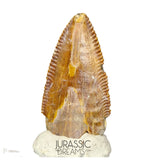 S69 - Top Rare Majungasaurus crenatissimus Abelisaurid Dinosaur PREMAXILLARY Tooth