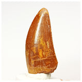 1337 - Nicely Preserved Carcharodontosaurus saharicus Dinosaur Tooth