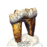 S240 - Gem Grade Ice Age Cave Bear (Ursus spelaeus) Lower Dentary Molar Tooth (M1)