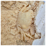 J228 - Finest Quality Fossil Crab (Potamon) Preserved in Travertine - Turkey Location