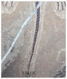 S227 - Large & Nicely Preserved Keichousaurus hui Early Triassic Marine Reptile