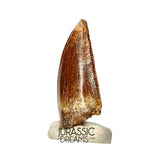 S390 - Nicely Preserved Abelisaurid (cf Rugops sp) Dinosaur Tooth - Cretaceous KemKem Beds