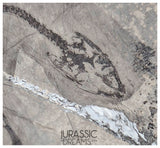 S181 - Top Well Preserved Keichousaurus hui Early Triassic Marine Reptile