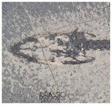 S138 - Nice Keichousaurus hui Early Triassic Marine Reptile WITH PRESERVED TEETH