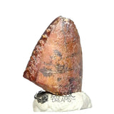 20019 -Exceedingly Rare Unidentified Basal Iguanodontian Dinosaur Tooth