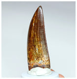 1002 - Gem Grade Carcharodontosaurus saharicus 2.63'' Dinosaur Tooth