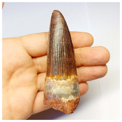 1318 - Gem Grade Spinosaurus aegyptiacus Dinosaur Tooth - Cretaceous KemKem Beds